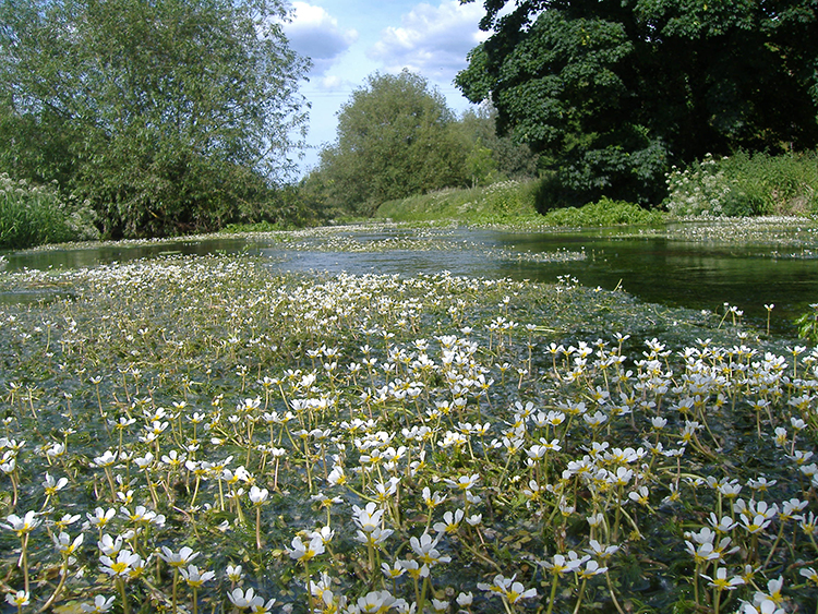 River Stour in summer with water crowfoot